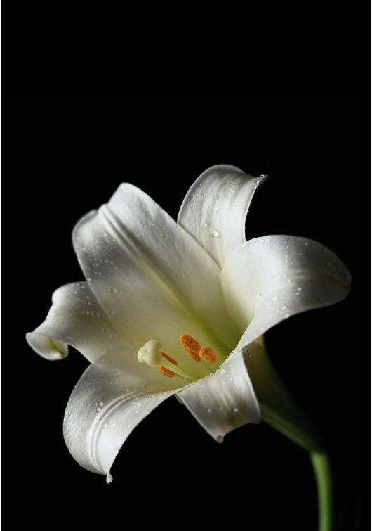 Common Poisonings in Cats. Oxford Cat Clinic, Botley & Marston.