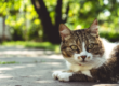 Cats and Warm Weather - Advice from Oxford Cat Clinic