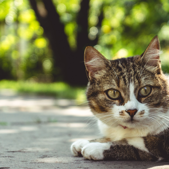 Cats and Warm Weather Cats and Warm Weather - Advice from Oxford Cat Clinic