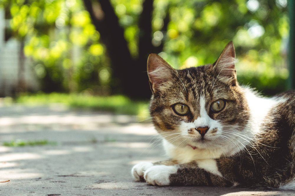 Cats and Warm Weather Cats and Warm Weather - Advice from Oxford Cat Clinic