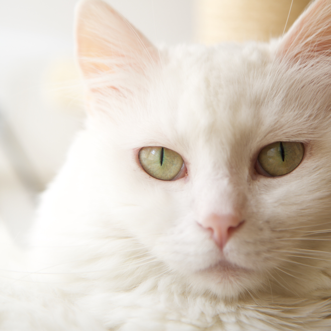 Cats and Warm Weather - Advice from Oxford Cat Clinic