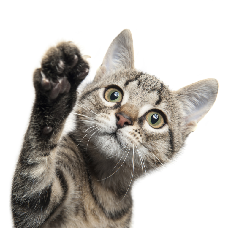 Investigation into a possible link between certain dry diets and Pancytopaenia in 200 cats Investigation into a possible link between certain dry diets and Pancytopaenia in 200 cats. Oxford Cat Clinic