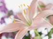 Keeping Your Cats Safe From Lily Poisoning - Oxford Cat Clinic