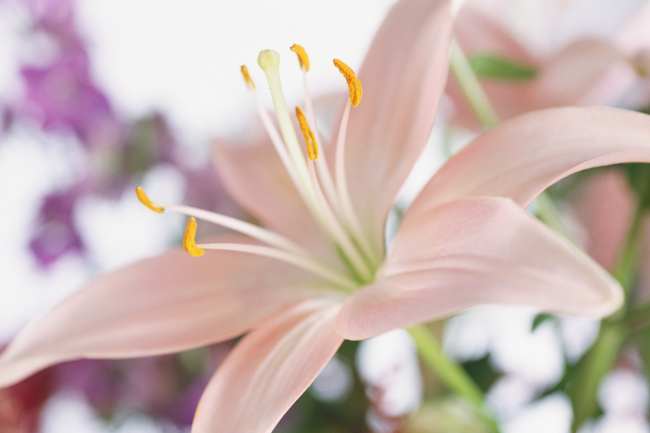 Keeping Your Cats Safe From Lily Poisoning - Oxford Cat Clinic