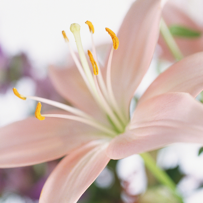 Keeping Your Cats Safe From Lily Poisoning - Oxford Cat Clinic