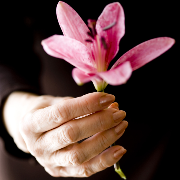 Keeping Your Cats Safe From Lily Poisoning - Oxford Cat Clinic