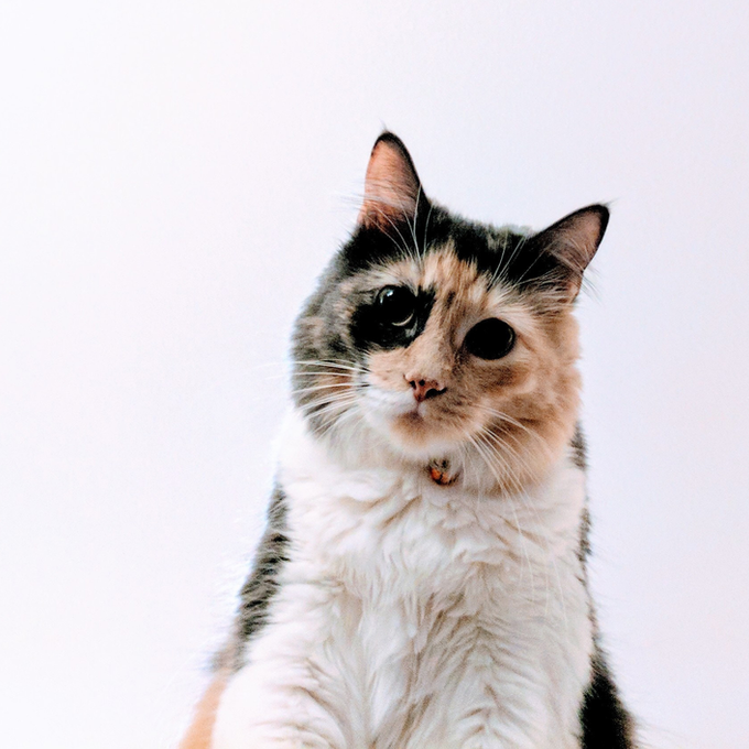 Keeping Your Cats Safe From Lily Poisoning - Oxford Cat Clinic