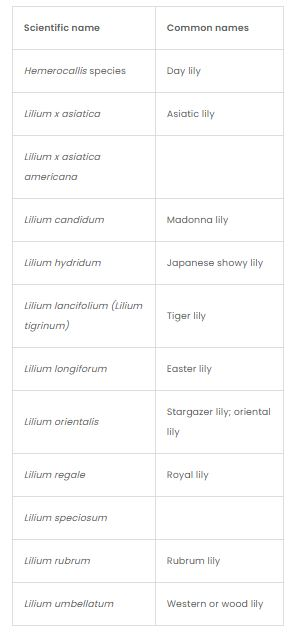 Keeping Your Cats Safe From Lily Poisoning Keeping Your Cats Safe From Lily Poisoning - Oxford Cat Clinic