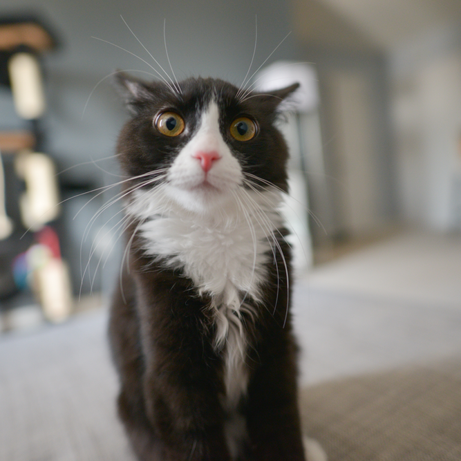 Cats and Fireworks at Oxford Cat Clinic, Botley & Marston.