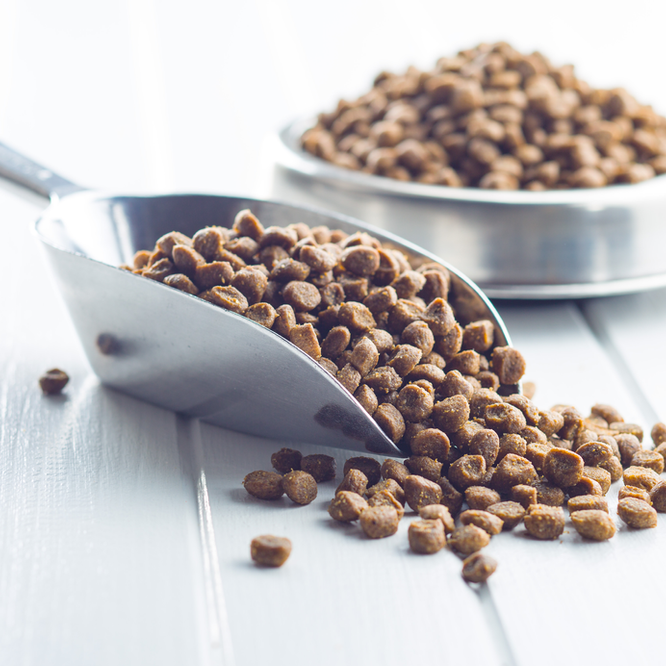 Is Cream Good for Cats? Oxford Cat Clinic, Botley & Marston.