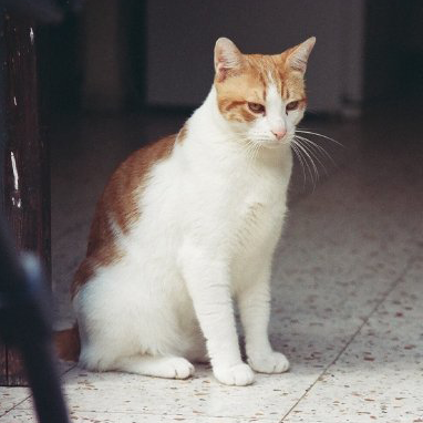 Chronic Kidney Disease in Cats Chronic Kidney Disease in Cats.Oxford Cat Clinic, Botley & Marston.