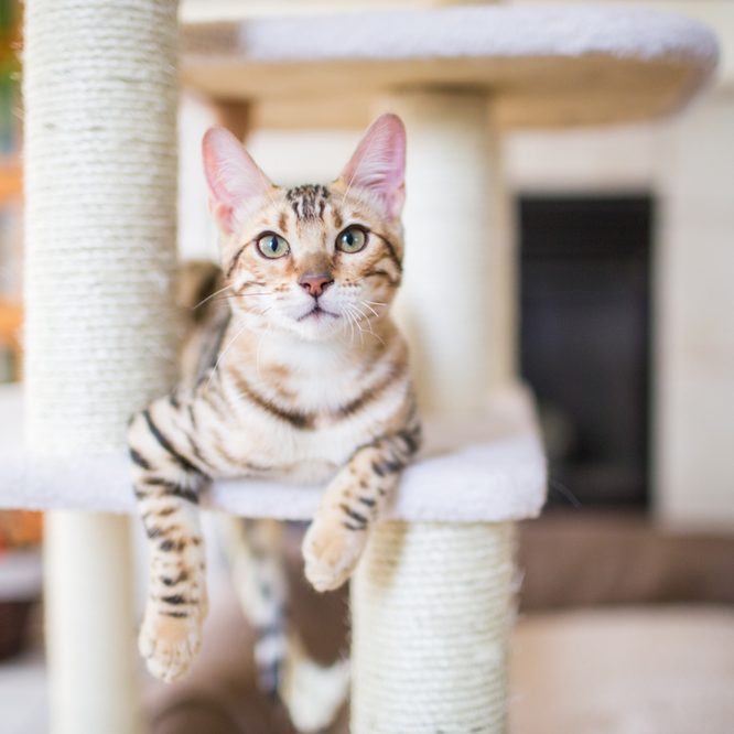 Thinking Outside the Litter Box. Oxford Cat Clinic, Botley & Marston.