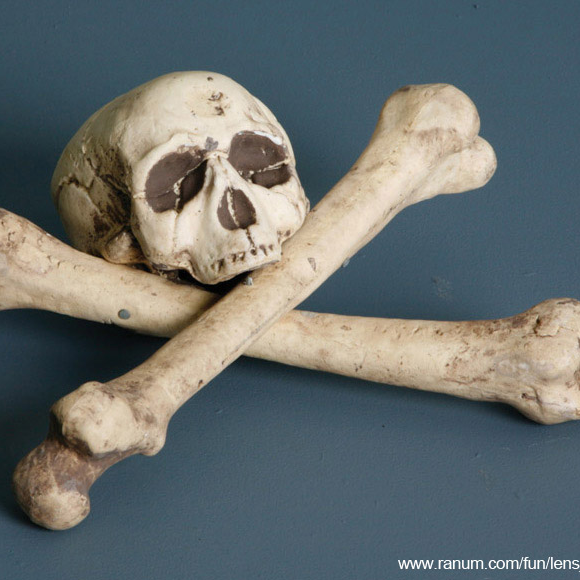 Common Poisonings in Cats. Oxford Cat Clinic, Botley & Marston.