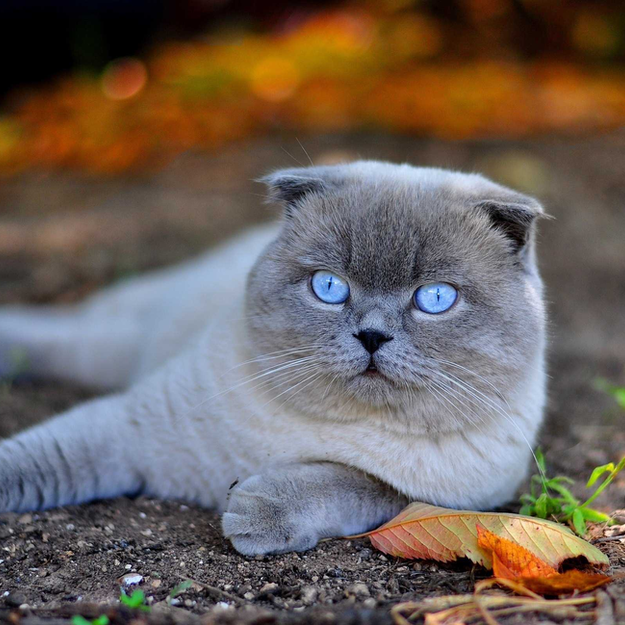 Common Poisonings in Cats. Oxford Cat Clinic, Botley & Marston.