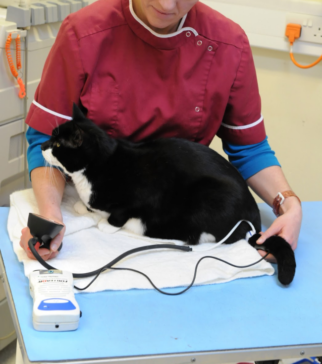 High Blood Pressure in Cats. Oxford Cat Clinic - Botley and Marston