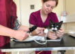 High Blood Pressure In Cats. Oxford Cat Clinic in Botley and Marston