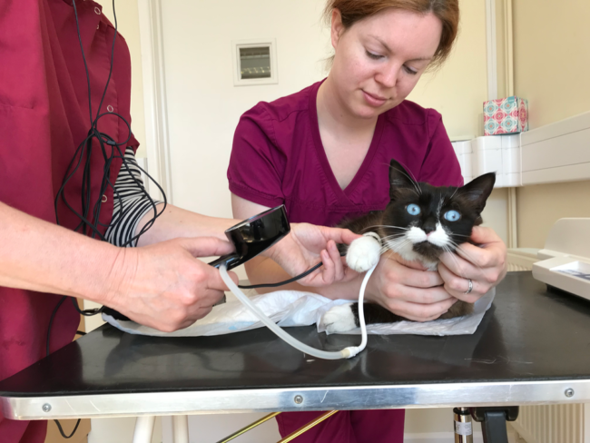 High Blood Pressure In Cats. Oxford Cat Clinic in Botley and Marston