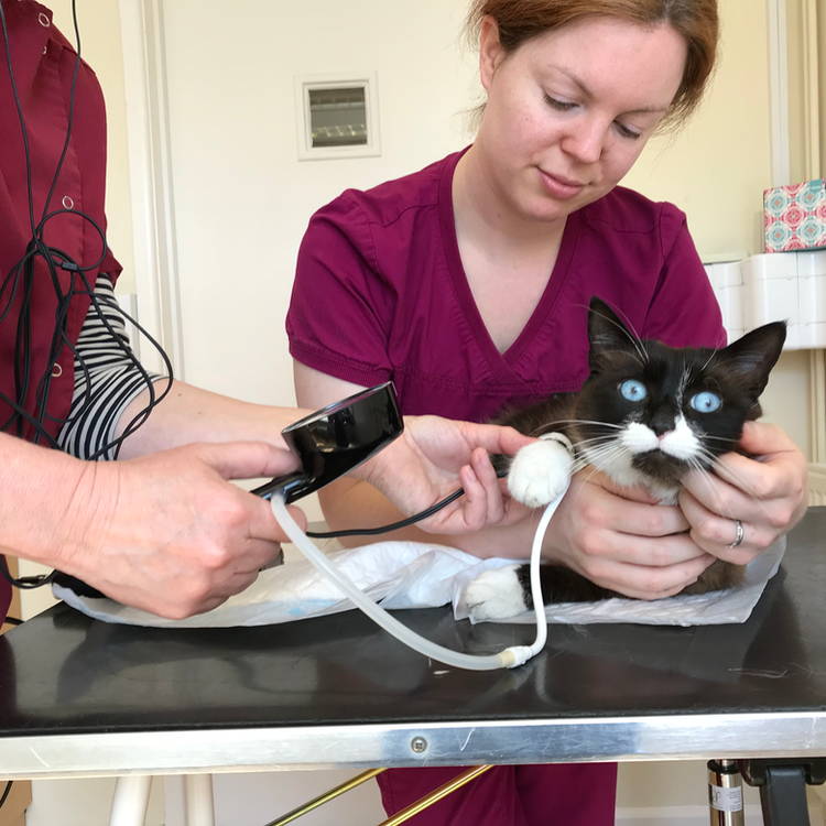 High Blood Pressure In Cats. Oxford Cat Clinic in Botley and Marston