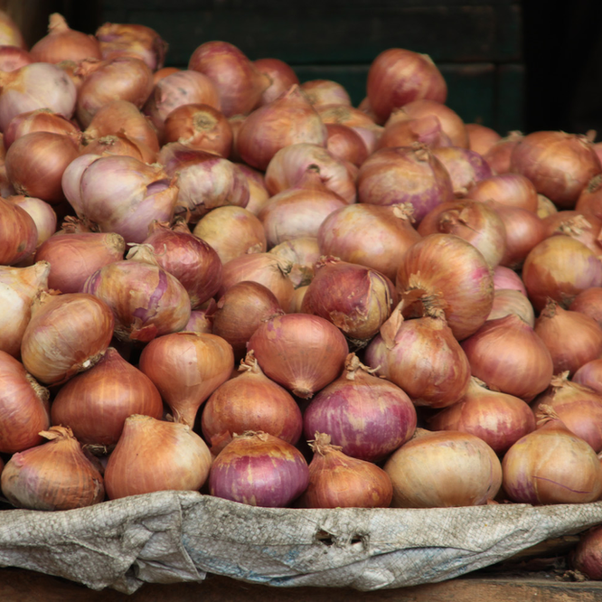 Keep Your Cat Safe This Christmas. Oxford Cat Clinic, Botley & Marston.