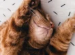 Cat Life Stages - How to look after your Junior Cat. Oxford Cat Clinic.