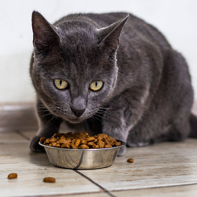 Adult Cat Diet. Oxford Cat Clinic - Cat Only Vets in Botley & Marston.
