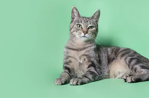 Cat Life Stages - How to look after your Adult Cat. Oxford Cat Clinic.