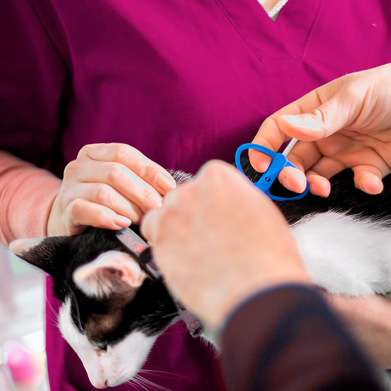 Caring For Your New Kitten - Microchipping Microchipping cats. Oxford Cat Clinic - Cat Only Vets in Botley & Marston.