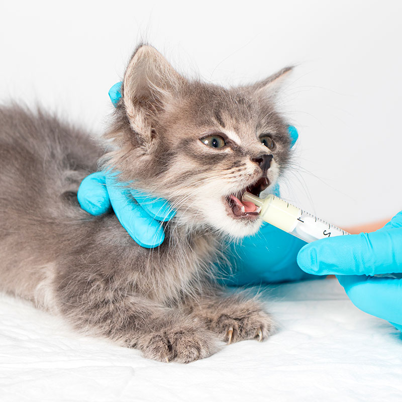 Caring For Your New Kitten - Worming Caring For Your New Kitten - Worming. Oxford Cat Clinic - Cat Only Vets in Botley & Marston.