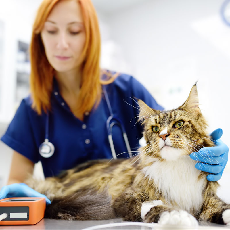 Blood pressure checks for Senior Cats. Oxford Cat Clinic - Cat Only Vets in Botley & Marston.