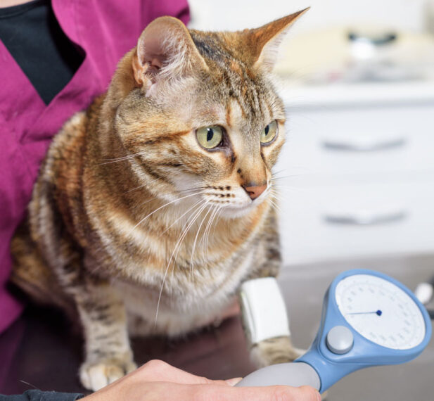 mature cat blood and urine testing. Oxford Cat Clinic