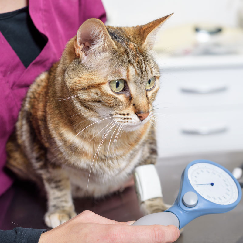 mature cat blood and urine testing. Oxford Cat Clinic