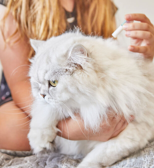 Cat worm and flea treatment. Oxford Cat Clinic - Cat Only Vets in Botley & Marston.