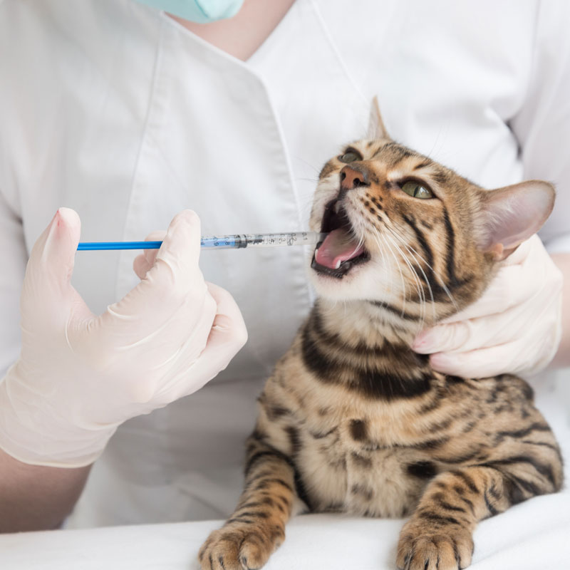 Junior Cat worm and flea treatment. Oxford Cat Clinic - Cat Only Vets in Botley & Marston.