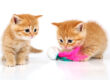 Cat Life Stages - How to look after your kitten. Oxford Cat Clinic.