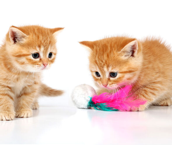Kittens Cat Life Stages - How to look after your kitten. Oxford Cat Clinic.