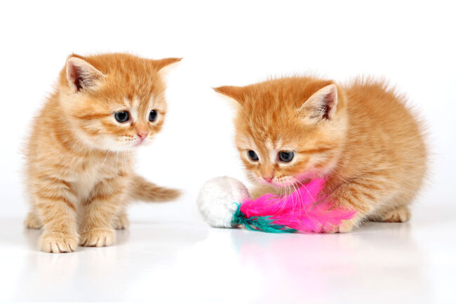 Cat Life Stages - How to look after your kitten. Oxford Cat Clinic.