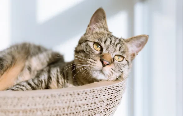 Mature Cat Cat Life Stages - How to look after your Mature Cat. Oxford Cat Clinic.