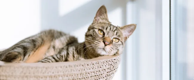 Cat Life Stages - How to look after your Mature Cat. Oxford Cat Clinic.