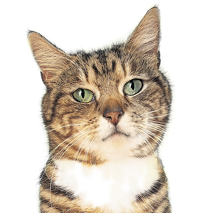 Sam Evans - Registered Veterinary Nurse at Oxford Cat Clinic, Botley & Marston.