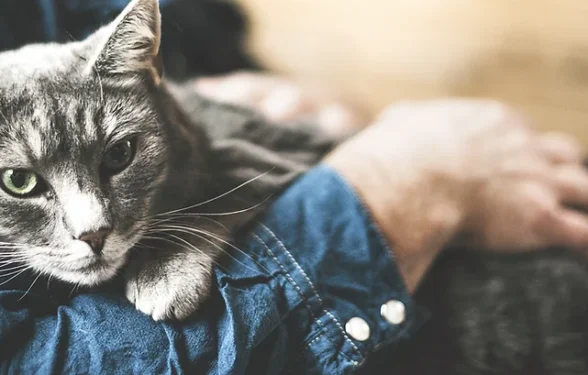 Cat Life Stages - How to look after your Senior Cat. Oxford Cat Clinic.