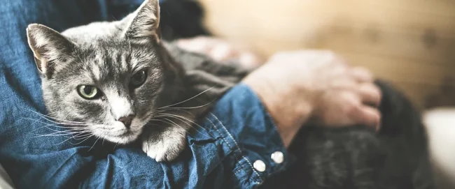 Cat Life Stages - How to look after your Senior Cat. Oxford Cat Clinic.