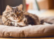 Cat Life Stages - How to look after your Super Senior Cat. Oxford Cat Clinic.