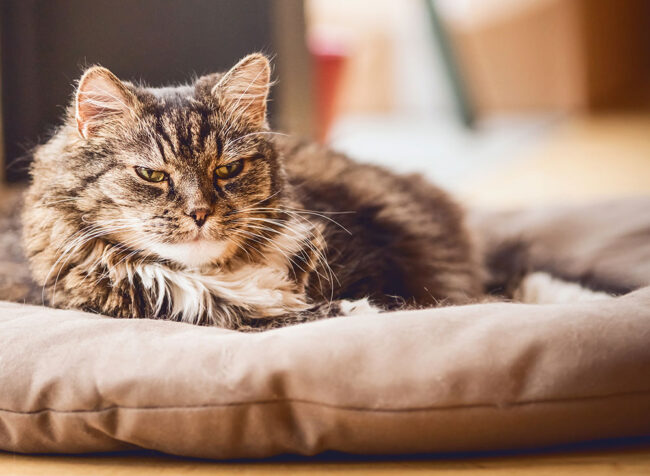 Cat Life Stages - How to look after your Super Senior Cat. Oxford Cat Clinic.