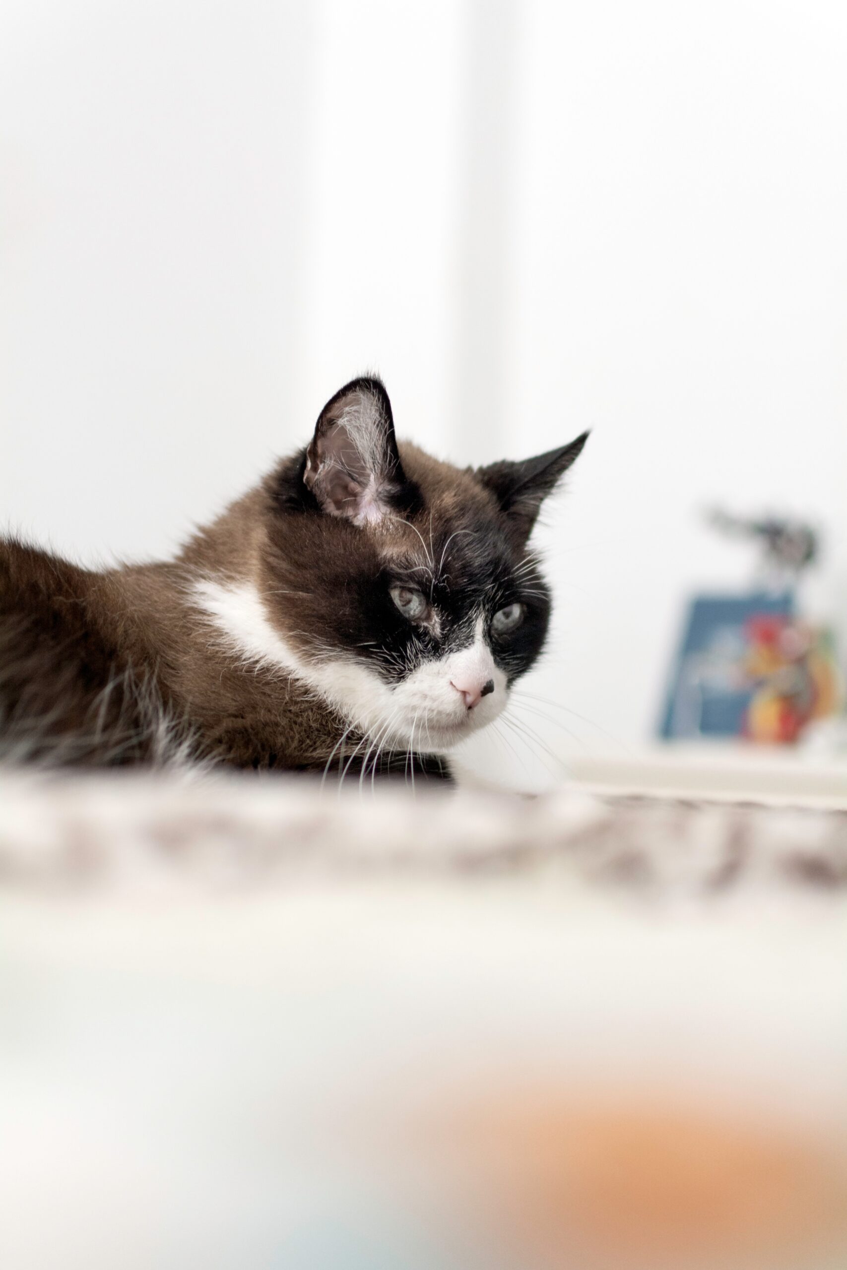Super Senior Cat Changes. Oxford Cat Clinic - Cat Only Vets in Botley & Marston.