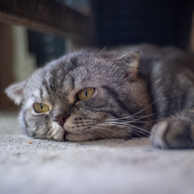 Super Senior Cat Comfort. Oxford Cat Clinic - Cat Only Vets in Botley & Marston