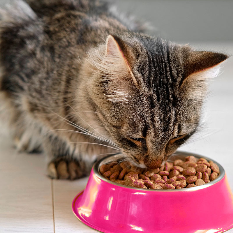 Junior Cat Diet. Oxford Cat Clinic - Cat Only Vets in Botley & Marston.