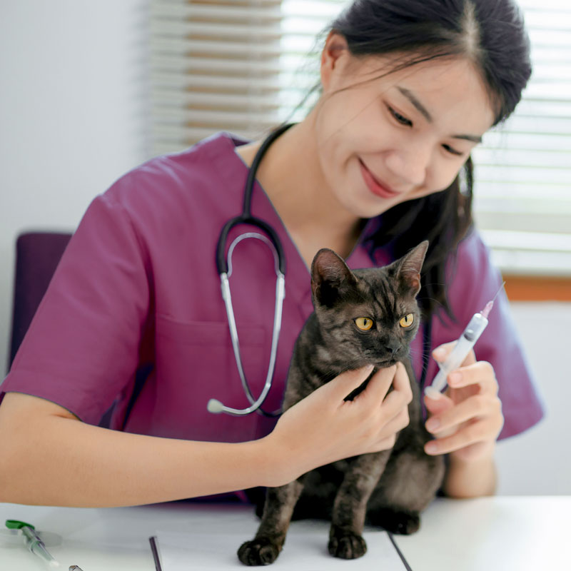 Junior Cat Vaccination. Oxford Cat Clinic - Cat Only Vets in Botley & Marston.
