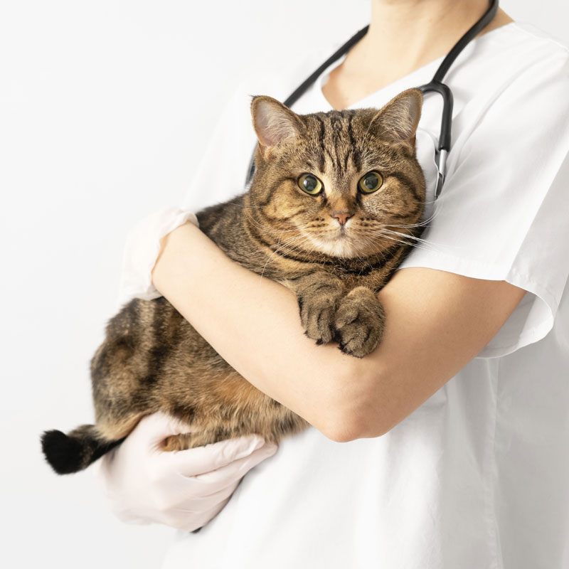 The Cat's Whiskers Health Plan. Senior cat vaccinations. Oxford Cat Clinic - Cat-only vets in Botley and Marston.