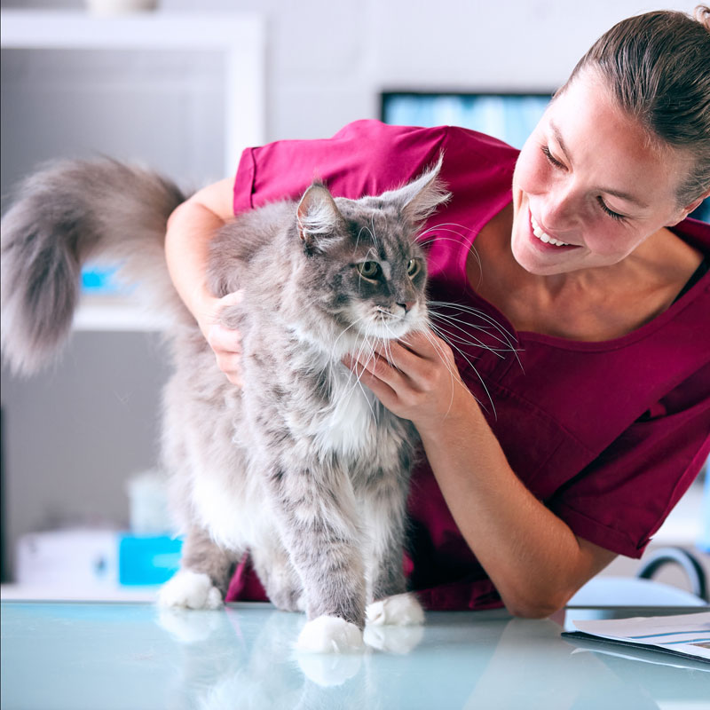 adult cat vaccinations. Oxford Cat Clinic