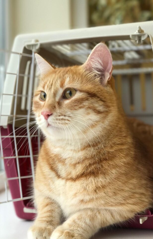 Communication. Oxford Cat Clinic, Botley & Marston.